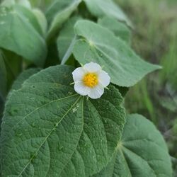 Herissantia crispa (Malvaceae).jpg