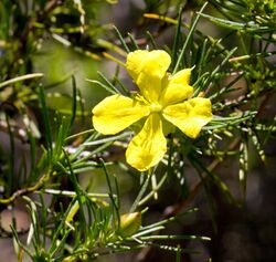 Hibbertia elata.jpg