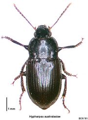 Hypharpax australasiae.jpg