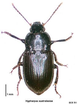 Hypharpax australasiae.jpg