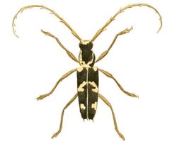 Illustrations of Exotic Entomology Stenocorus irroratus.jpg