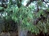 Juniperus flaccida Big Bend NP.jpg
