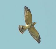 Juvenile Chinese Sparrowhawk in flight.JPG
