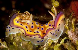 Kuni's chromodoris, fan 38 west, wakatobi, 2018 (45763962462) (cropped).jpg