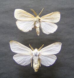Laelia coenosa, male-female.jpg