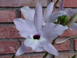 Laelia rubecens.jpg