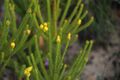 Leucadendron olens 11606193.jpg