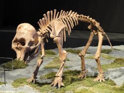 Mammuthus columbi (young) - Natural History Museum of Utah - DSC07258.JPG