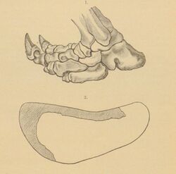 Marsh 1883 - Imprints of Paramylodon.jpg