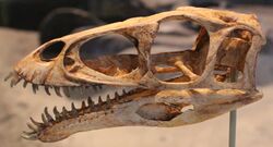 Masiakasaurus skull at FMNH.jpg