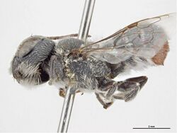 Megachile emexae.jpg