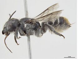 Megachile latericauda.jpg