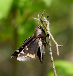 Megathymus yuccae 100352483.jpg