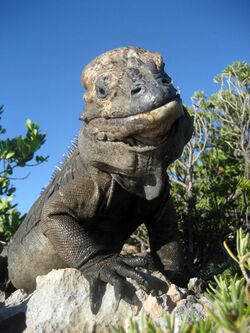 Mona ground iguana no.2.jpg