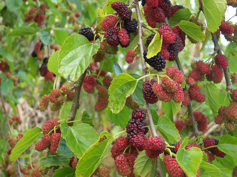 File:Morus alba fruits.jpg