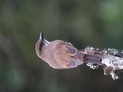 Myiotheretes striaticollis Atrapamoscas chiflaperro Streak-throated Bush-Tyrant (13975951386).jpg