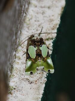 Nacna malachitis (Noctuidae Acronictinae).jpg