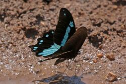 Narrow blue-banded swallowtail (Papilio nireus lyaeus).jpg