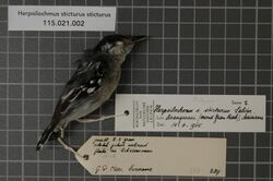 Naturalis Biodiversity Center - RMNH.AVES.37127 1 - Herpsilochmus sticturus sticturus Salvin, 1885 - Formicariidae - bird skin specimen.jpeg