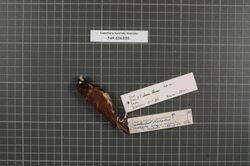 Naturalis Biodiversity Center - RMNH.AVES.52011 1 - Lonchura teerinki teerinki Rand, 1940 - Estrildidae - bird skin specimen.jpeg