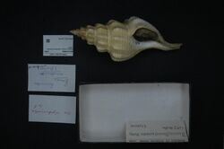 Naturalis Biodiversity Center - RMNH.MOL.200746 - Penion sulcatus mandarinus (Duclos, 1831) - Buccinidae - Mollusc shell.jpeg