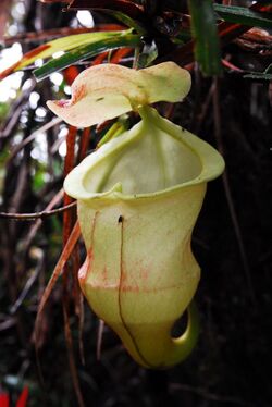 Nepenthes hamiguitanensis.jpg