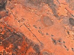Nevada Red Rock Canyon Octopodichnus tracks.jpg
