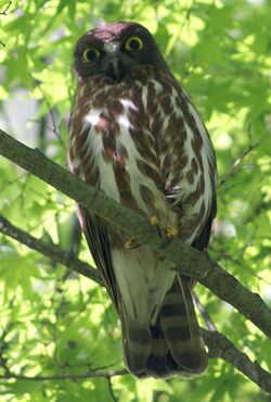 Ninox japonica, Japan.jpg