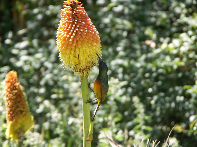 File:Orange-breasted Sunbird (Nectarinia violacea).jpg