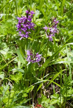 Orchis aristata 02.jpg