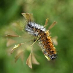 Oruga Caterpillar.jpg