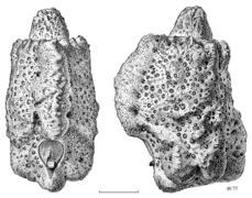 PHAS Phasmidae Argosarchus horridus egg3.png