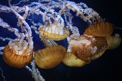 Pacific Sea Nettles (Chrysaora fuscescens).jpg