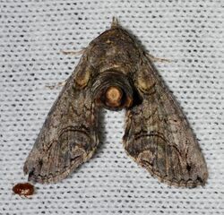 Paectes abrostoloides – Large Paectes Moth (14623957906).jpg