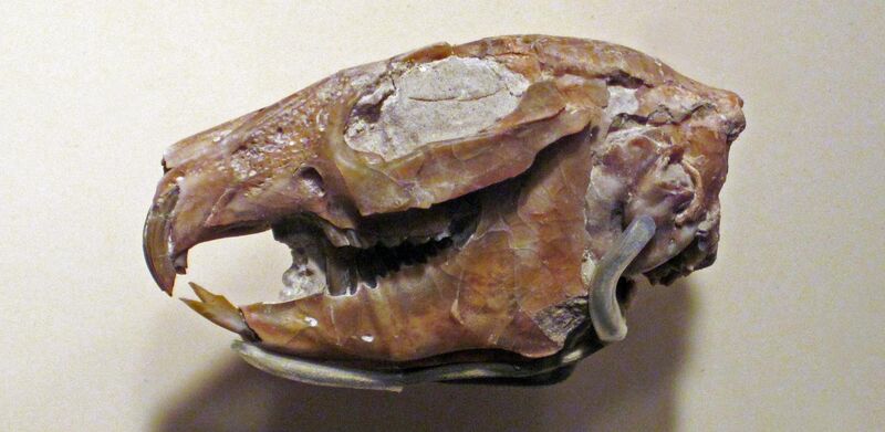 File:Palaeolagus haydeni skull.jpg