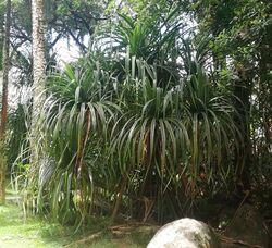 Pandanus sechellarum - Seychelles Botanical Garden 1a.jpg