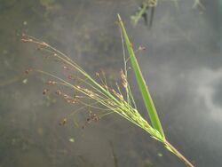 Panicum bisulcatum - 20091013.jpg