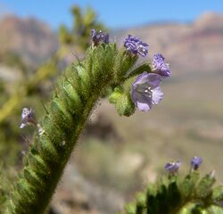 Phacelia anelsonii 5.jpg