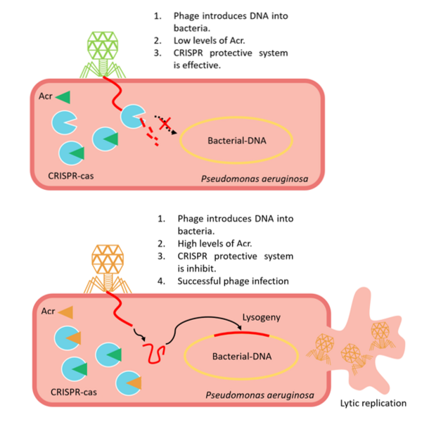 File:Phage cooperation against CRISPR immunity.png