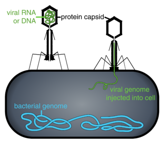 Phage injecting its genome into bacteria.svg