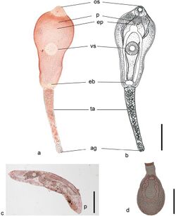 Philophthalmus gralli (10.3897-zse.94.28793) Figure 12.jpg