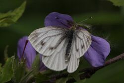 Pieris angelika 8548f.JPG