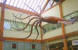 Pike place giant squid.jpg