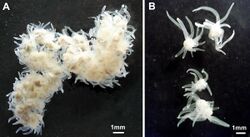 Polypodium hydriforme.jpg