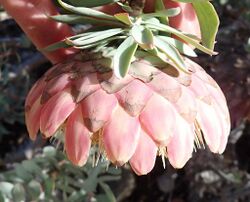 Protea sulphurea nicky iNat20174151d.jpg