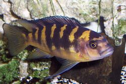 Pseudotropheus Crabo Male.JPG