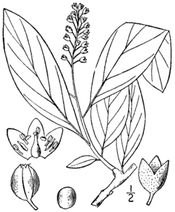 Pyrularia pubera BB-1913.png