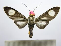 Rhipha niveomaculata.JPG