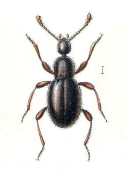 Scydmaenus tersatus.jpg