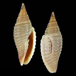 Seashell Imbricaria philpoppei.jpg